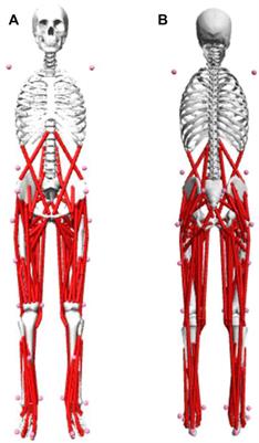 Effect of different landing actions on knee joint biomechanics of female college athletes: Based on opensim simulation